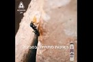גירית - תכשיר פתיון לנמלים