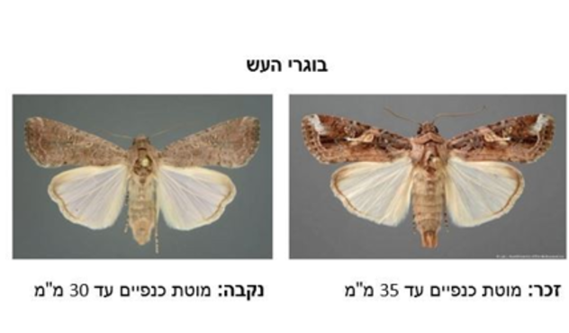 גדודית