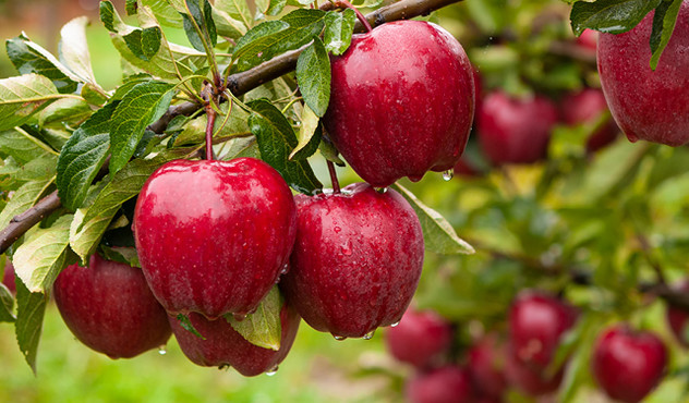 apples