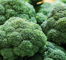 המלצות להגנה על הברוקולי שלך