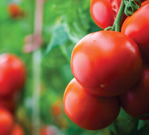 המלצות להגנה על העגבנייה שלך