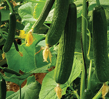 המלצות להגנה על המלפפון שלך