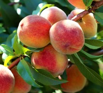 Peach