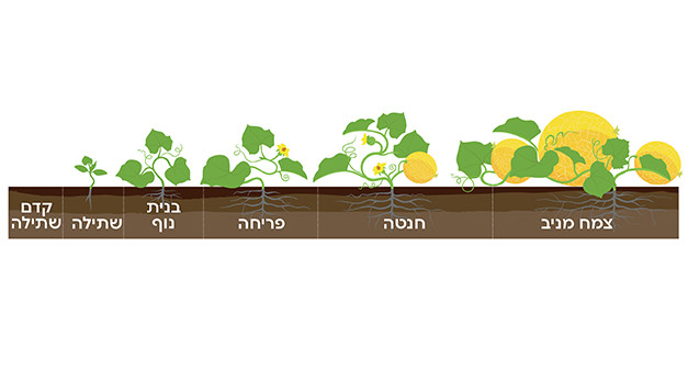 שלבי צמיחה מלון