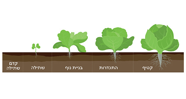 שלבי כרוב כרוב