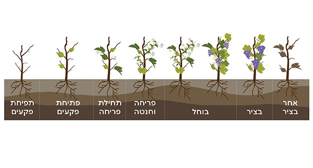 שלבי צמיחה כרם
