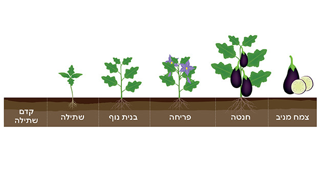 שלבי צמיחה חציל