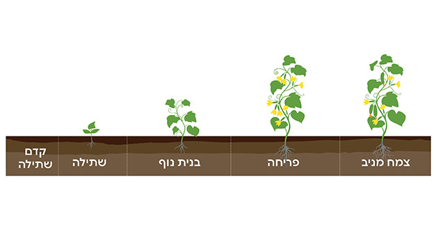 שלבי צמיחה מלפפון