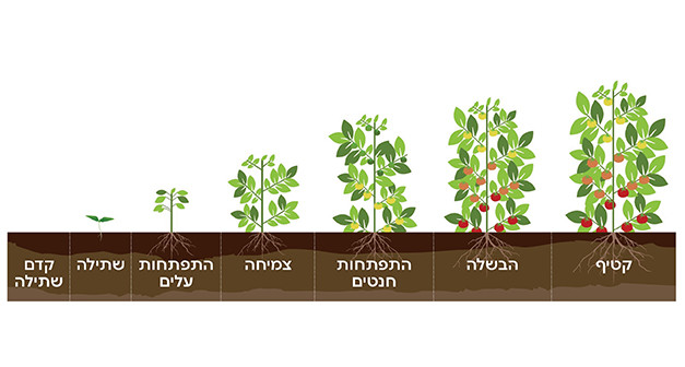 שלבי גידול עגבנייה