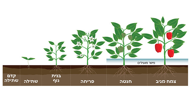 שלבי גידול פלפל