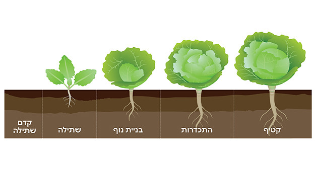 שלבי צמיחה חסה