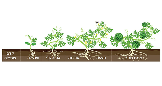 שלבי צמיחה אבטיח