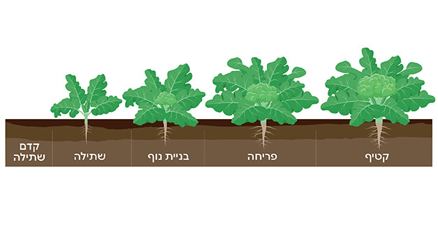 שלבי גידול ברוקולי