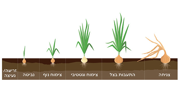שלבי צמיחה בצל