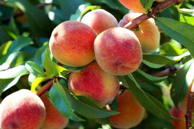 Peach