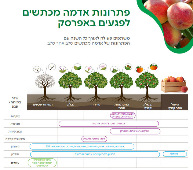 peach table