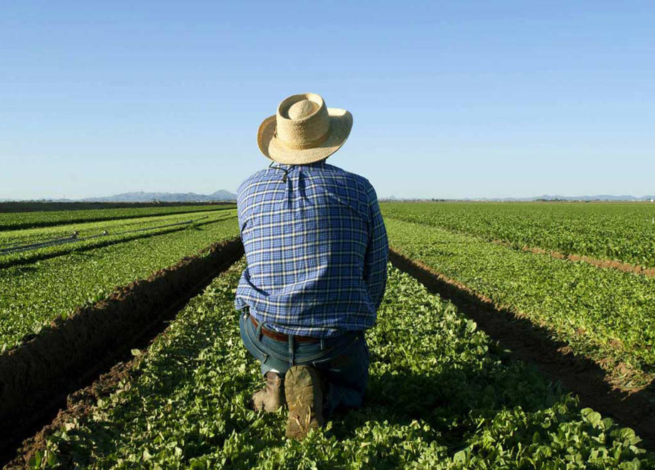 Farmer sitting in a field