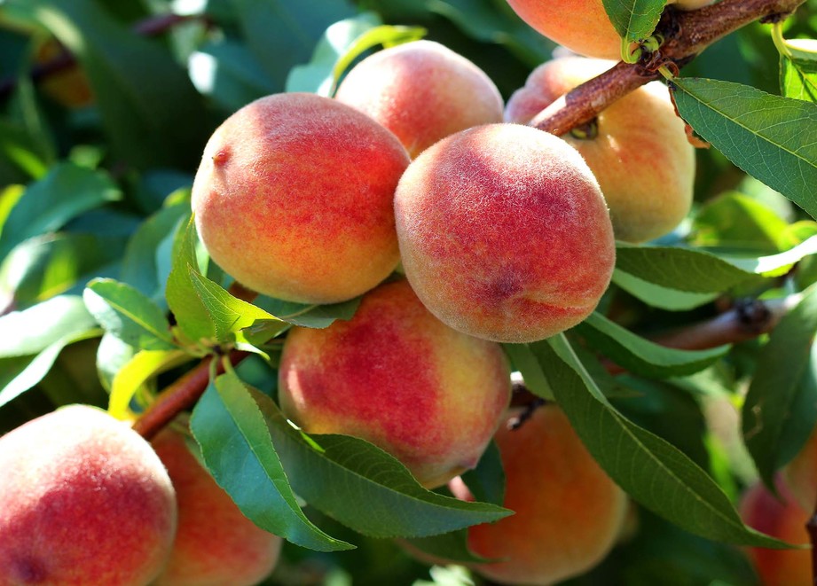 Peach