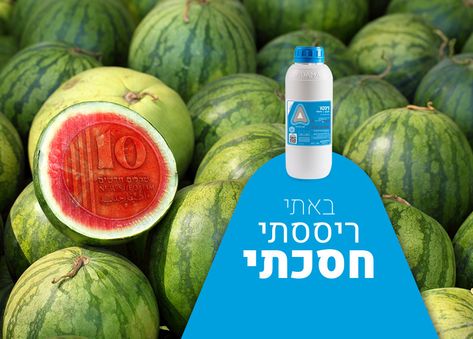 וינטו