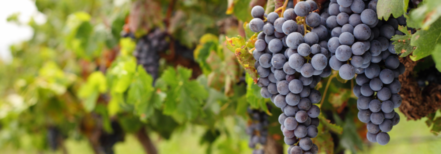 grapes