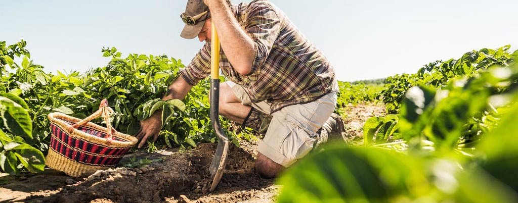 Agricoltore in un campo di patate Adama