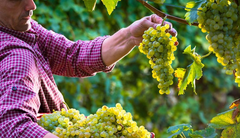 Farmer in Action - Folpan
