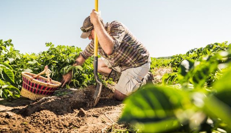 Farmer in Potato Field - Timeline Trio