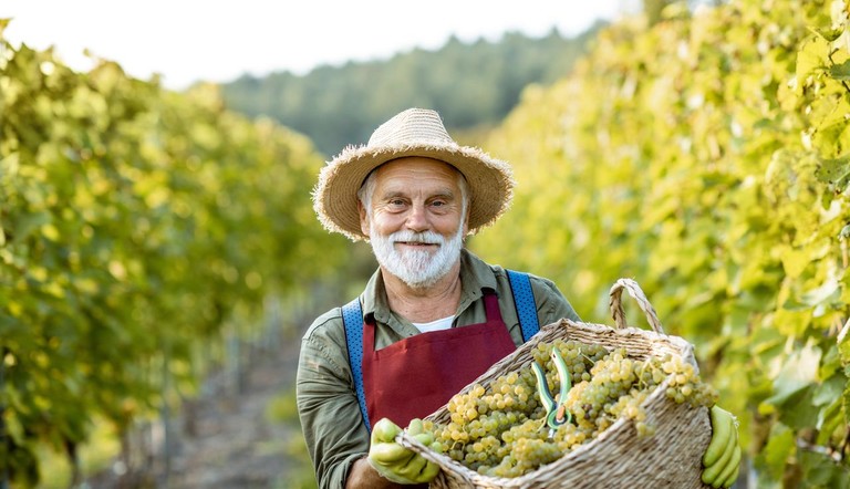 Farmer in Vineyard