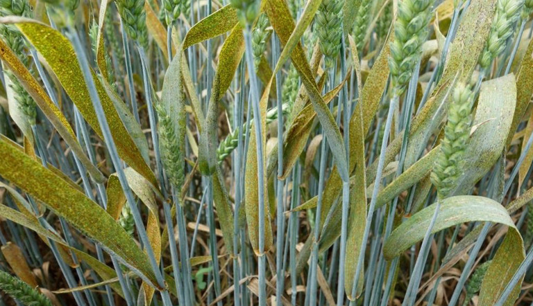 Le malattie funfine più dannose per frumento e cereali