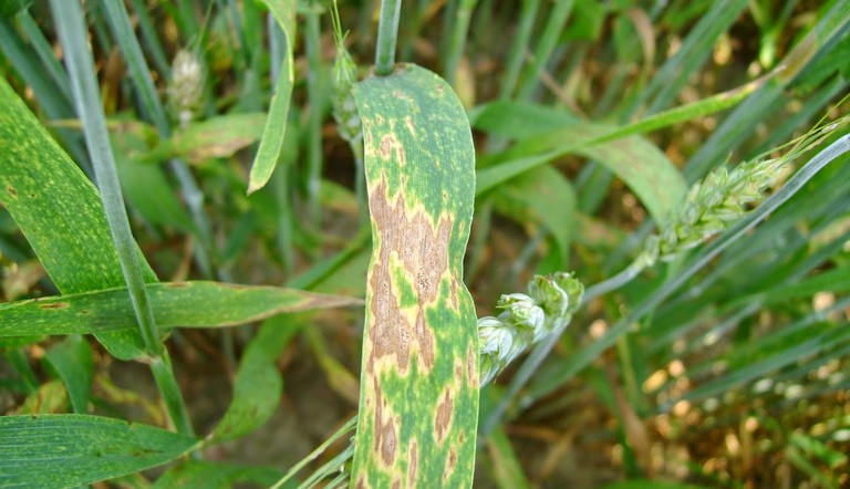 Septoria del grano: patogeni e metodi di difesa