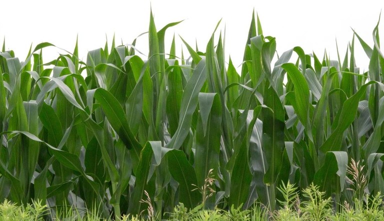 Piante infestanti a foglia stretta del mais ADAMA