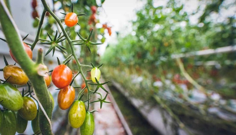 Pomodoro quali prodotti ADAMA usare per le infestanti