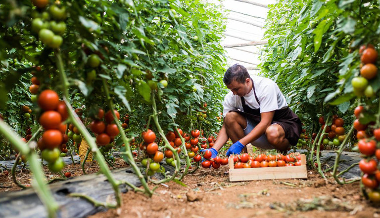 ADAMA conosce e gestisce infestanti, malattie e parassiti del pomodoro