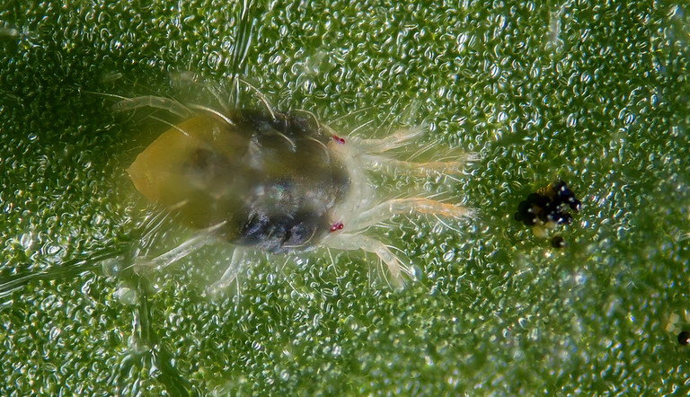 Acaro pomodoro Adama