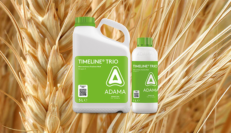 CEREALI TIMELINE TRIO ADAMA