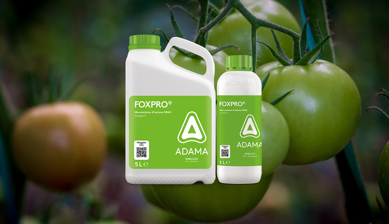 Diserbo del pomodoro pre-trapianto FOXPRO ADAMA