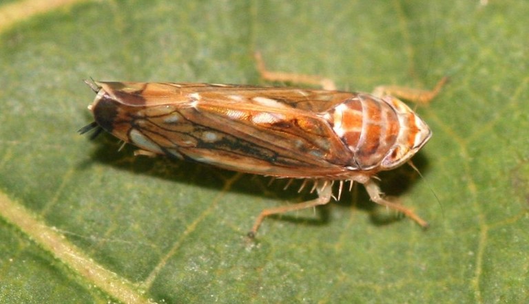 Flavescenza dorata della vite ADAMA