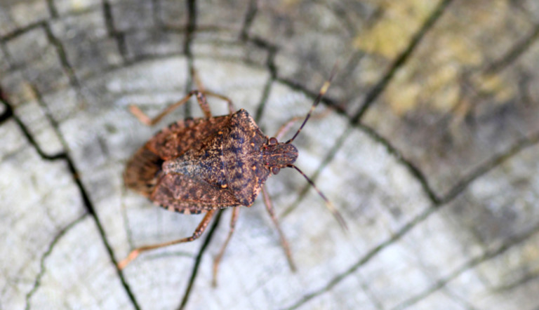 Cimice Asiatica ADAMA come riconoscerla e quali danni provoca