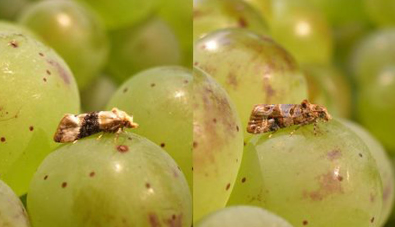 Insetti e parassiti della vite da vino ADAMA