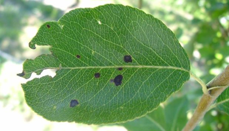 MOFU - Ticchiolatura e maculatura bruna ADAMA