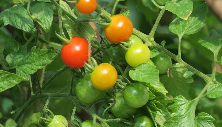 prodotti ADAMA usare contro malattie fungine e parassiti del pomodoro