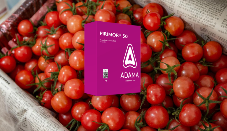 PIRIMOR pomodoro ADAMA