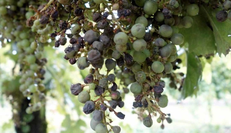 Peronospora della vite ADAMA