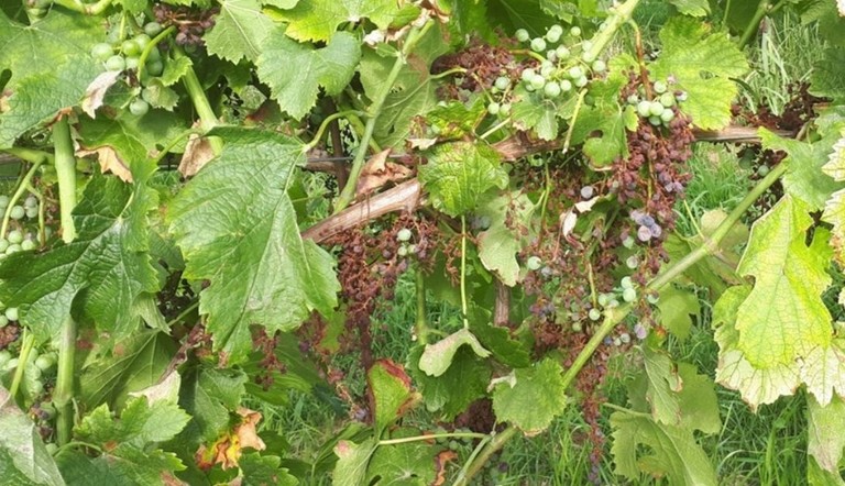 Peronospora della vite la regola dei 3 dieci vale ancora ADAMA
