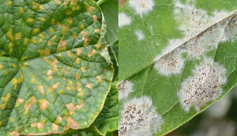 Peronospora ADAMA