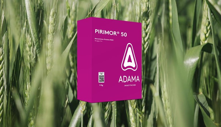 Pirimor afidi frumento