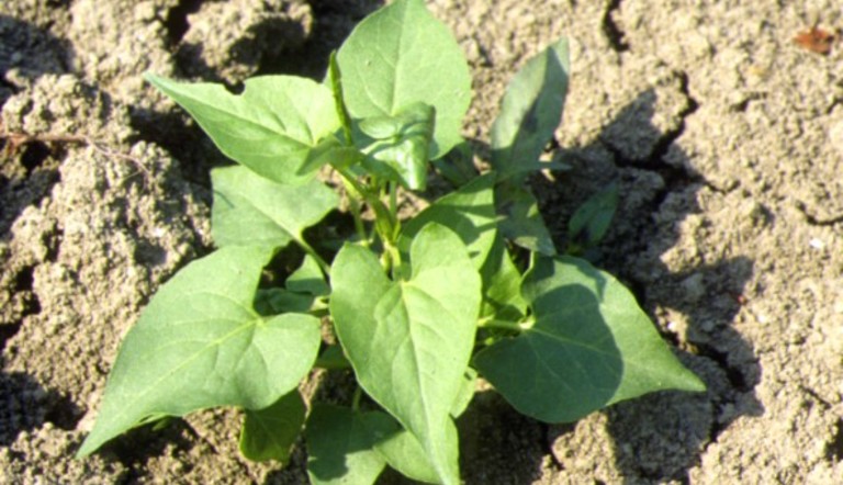 Polygonum aviculare infestante ADAMA