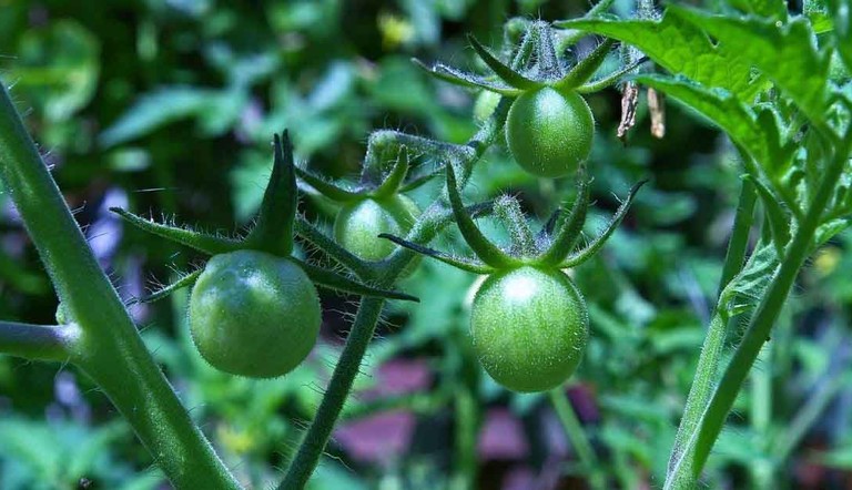 Pomodoro difesa ADAMA contro 40 specie fungine che possono colpirlo