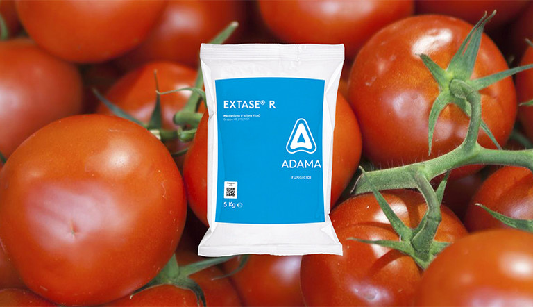 EXTASE R pomodoro ADAMA