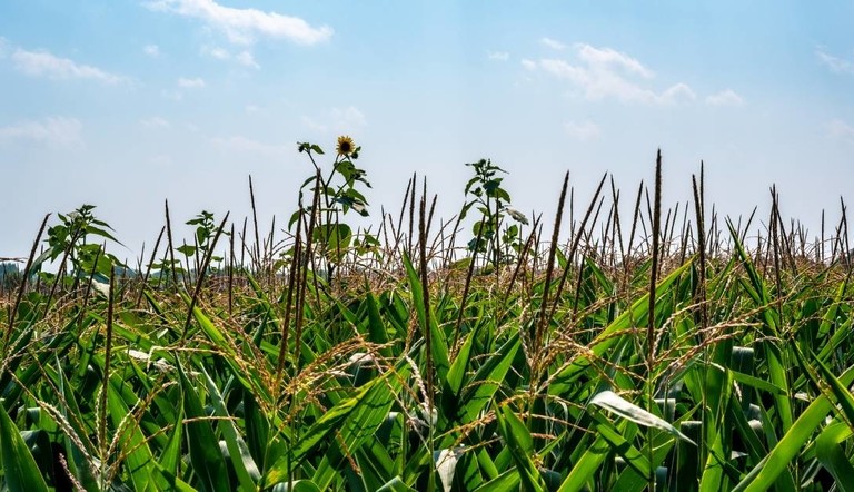 piante infestanti foglia larga